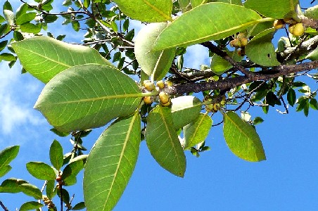 Strangler Figs